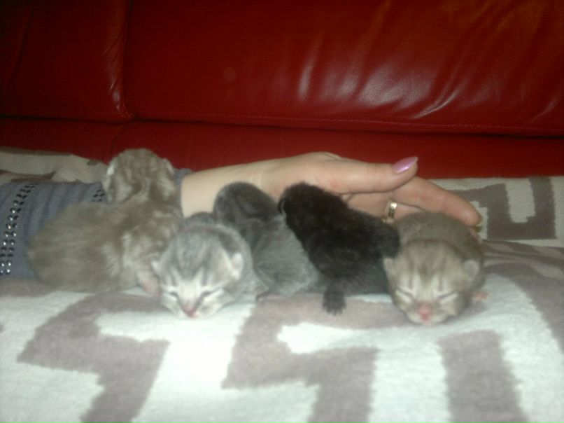 Ірина Тарасюк | Киев