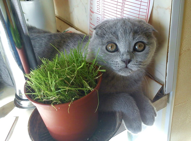 Анна Тарабухина | Череповец