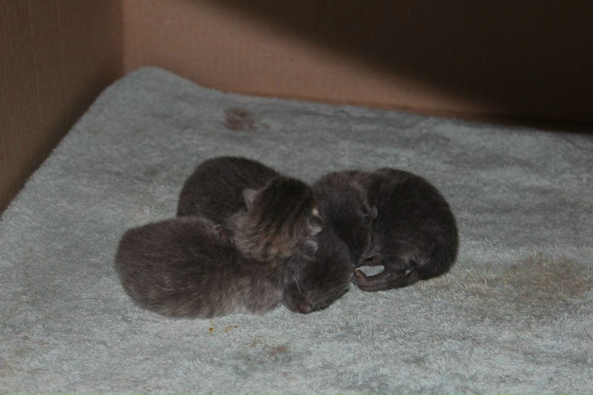 Александр Долин | Санкт-Петербург