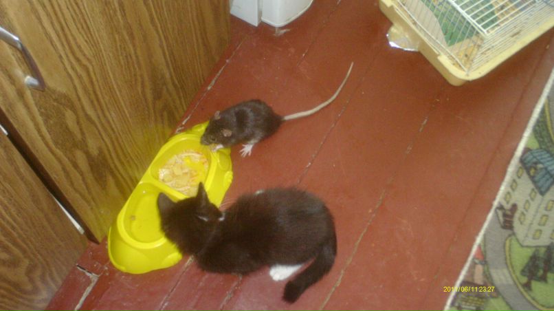 Александра Ланцова | Кондопога