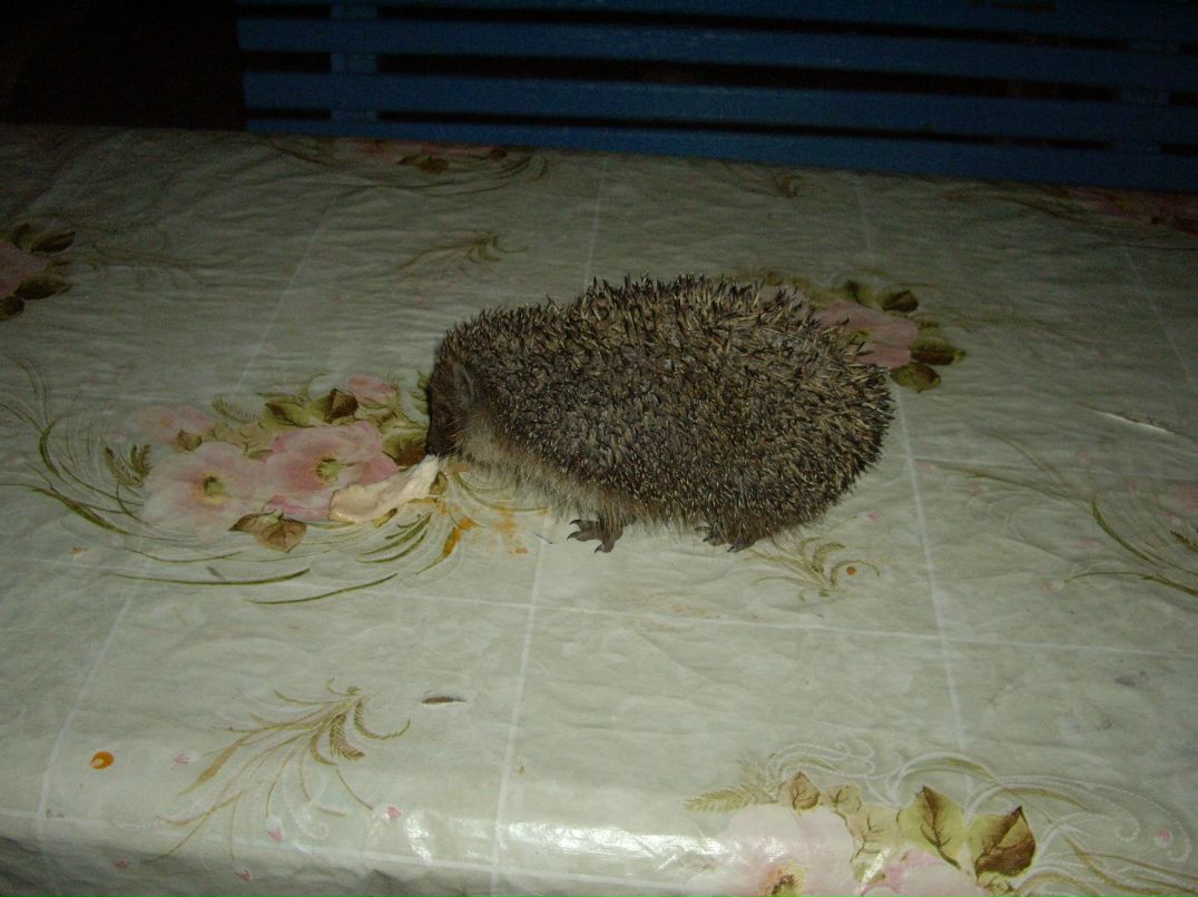 Алексей Поляков | Нижний Новгород