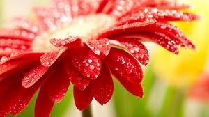 Марина Маринина | Киев