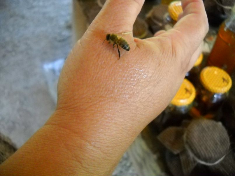 Марина Павелко | Владимир