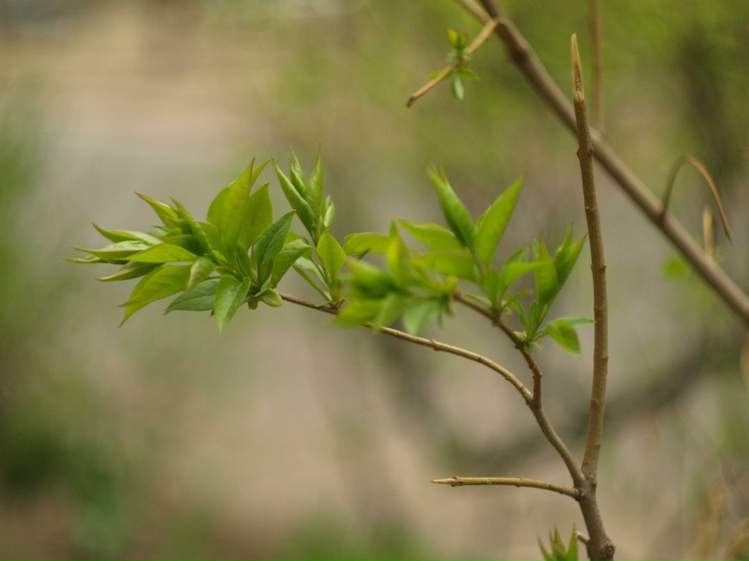 Jorj Dyachek | Одесса