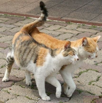 Сеня Меля | Киев