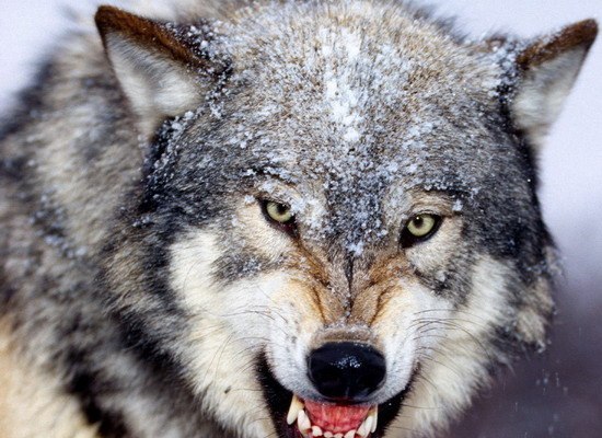 Михаил Цветков | 