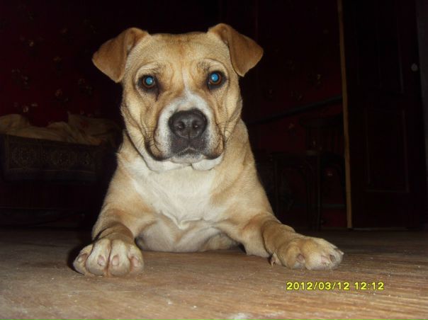 №65, Сергей Погосян serg, 34 года, Киев №65, Сергей Погосян serg, 34 года, Киев