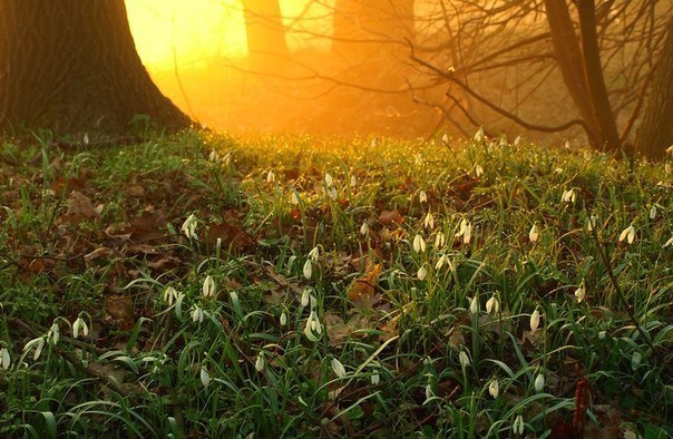 Виктория Лебедева | Атепцево