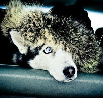 Ируся Алексеева | 