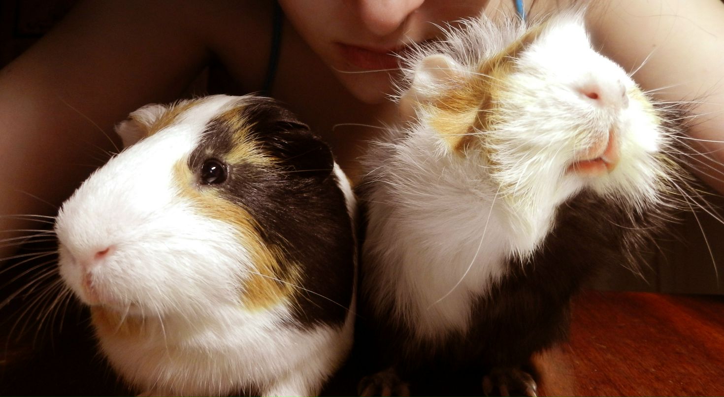 Ира Мерзкая | 