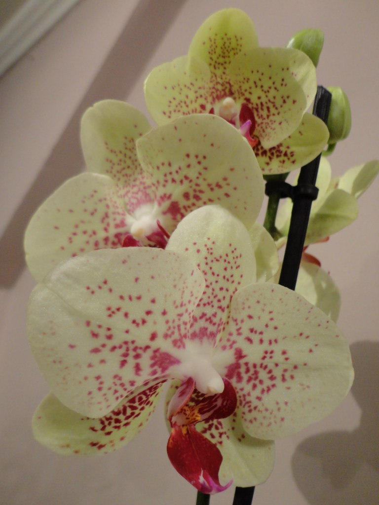 Анна Романова | Воронеж