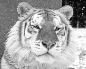 Даниил Дёмин | Находка