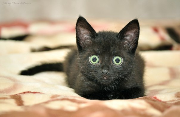 №79, Екатерина Ольховикова, 18.02, Лебяжье №79, Екатерина Ольховикова, 18.02, Лебяжье