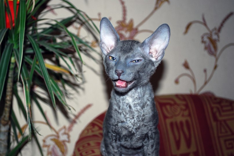 Анна Ривилис | Москва