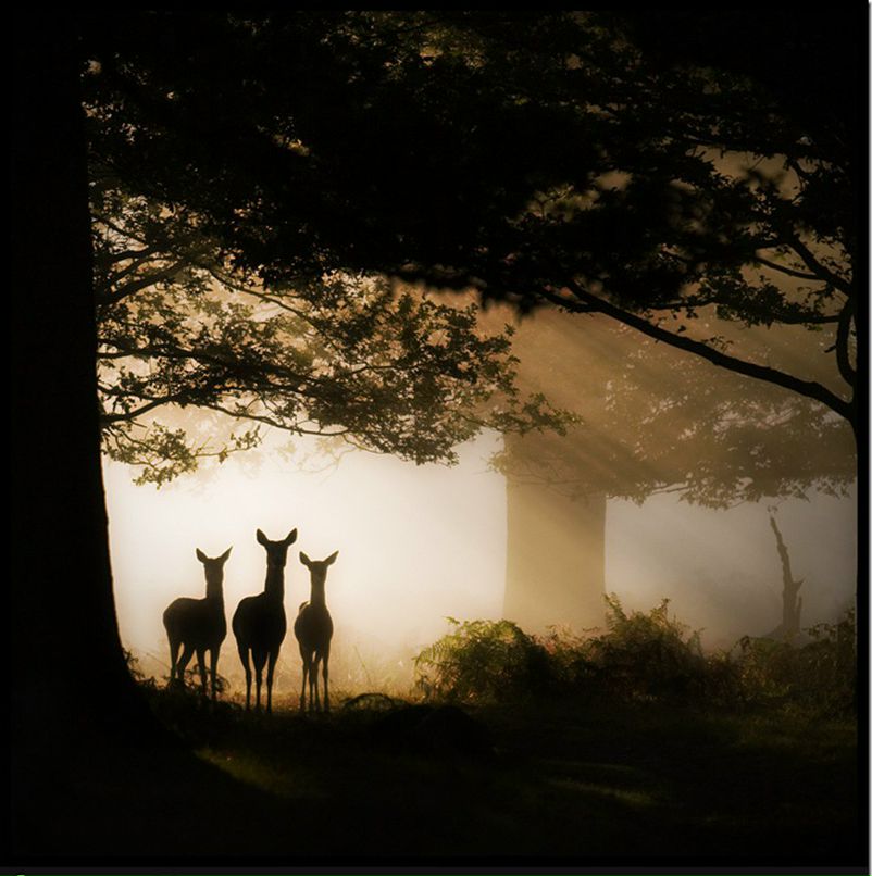 Sergiusz Waśko | Rybnik