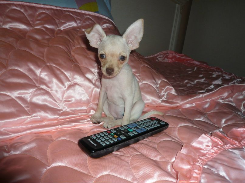 Динара Барышникова Динамо | Ногинск