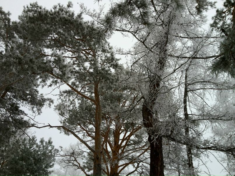 Василий Голосов | Киров