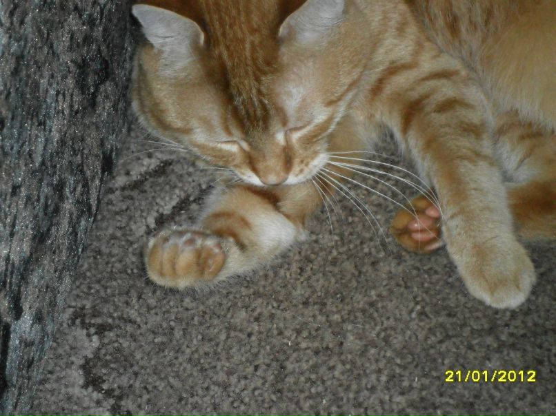 Альбина Стачинская кошка | Сочи