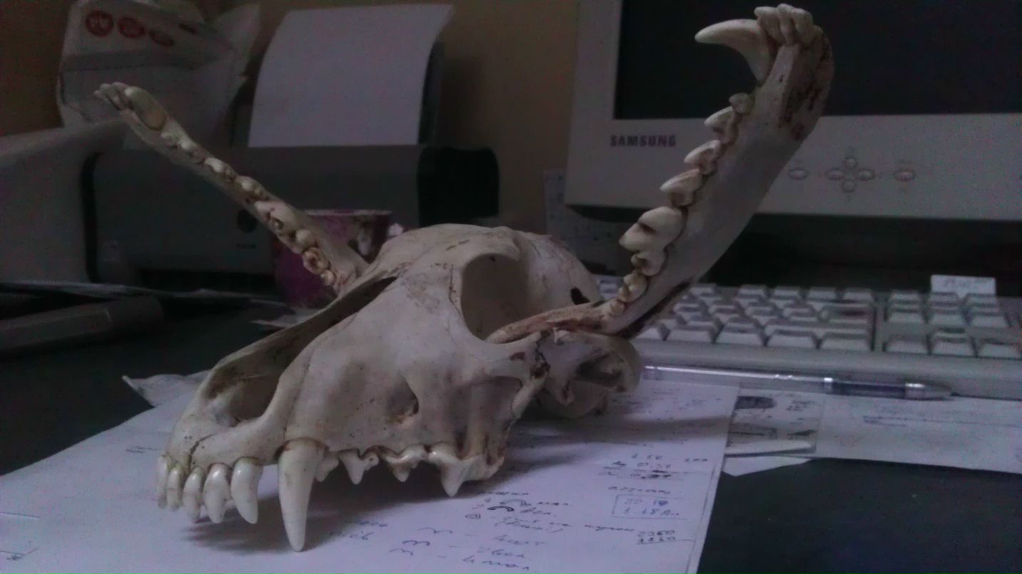 Тарас Грицюк | Львов