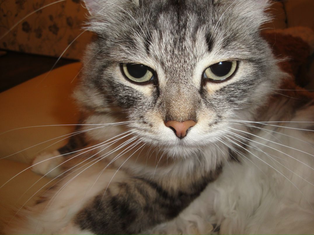 Дарья Первушина | Архангельск