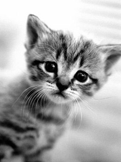 Алёна Зайка | Симферополь