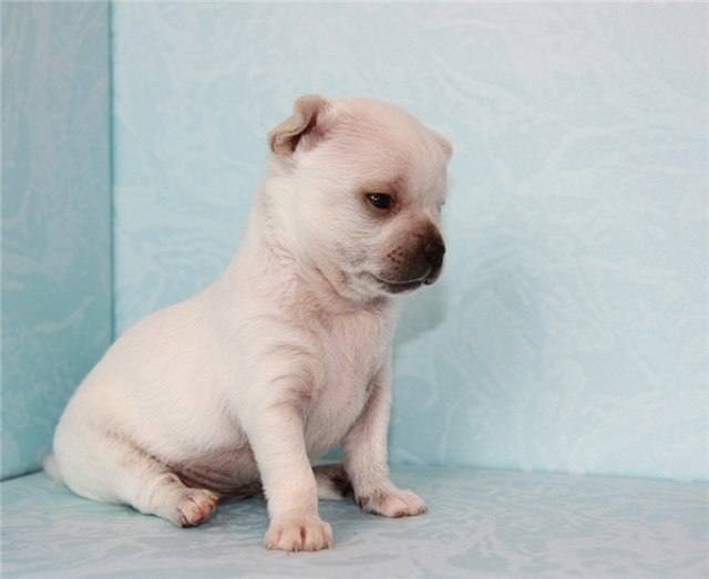 Ирина Шестакова | Череповец