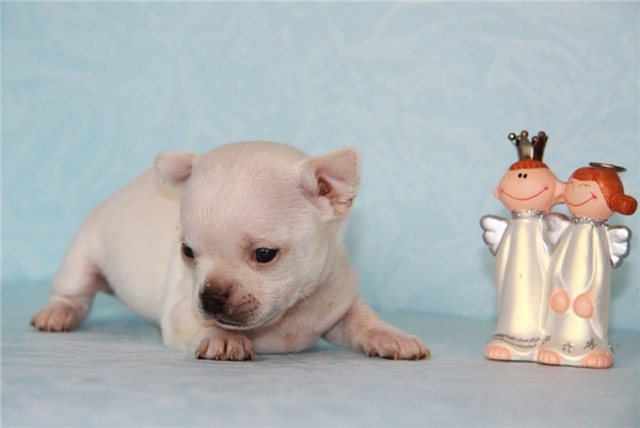 Ирина Шестакова | Череповец