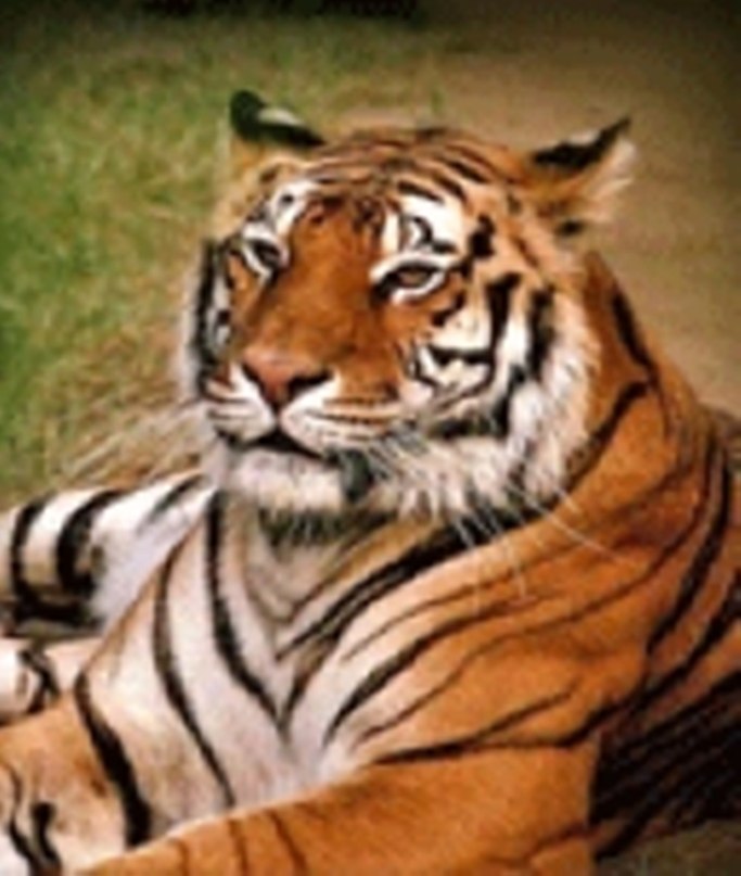 Алексей Попов | Новосибирск