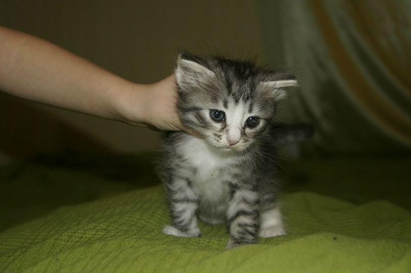 Тандра Счастливая | Санкт-Петербург