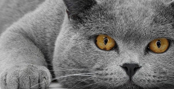 Василий Аникин север | Великий Новгород