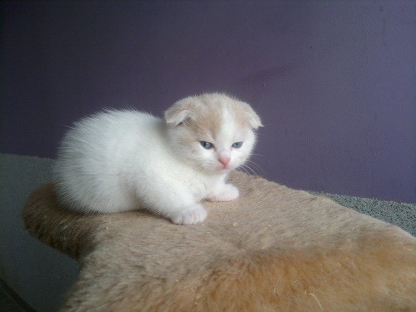 Оля Дмитриева | Санкт-Петербург