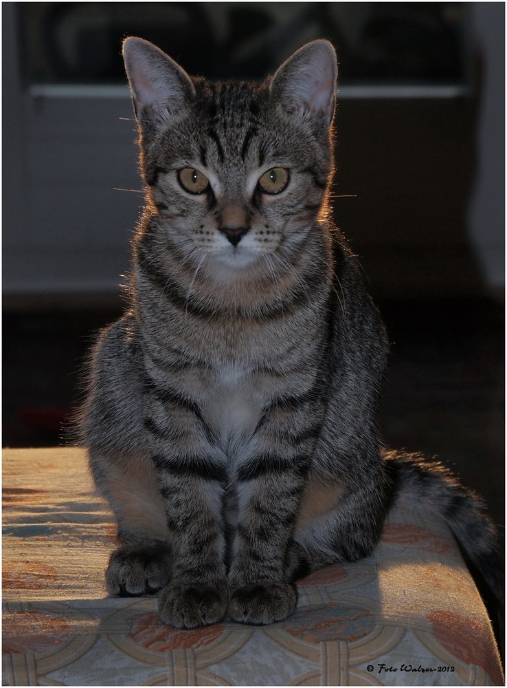 Николай Бадаев | Киев