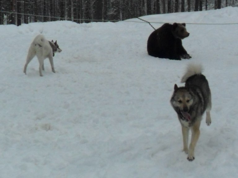 Дмитрий Мирсков | Кондопога