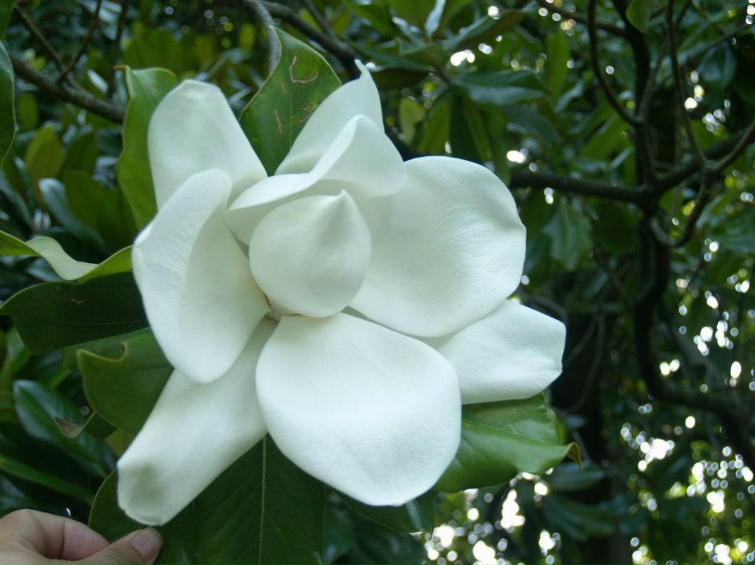 Михаил Агузаров | Самара