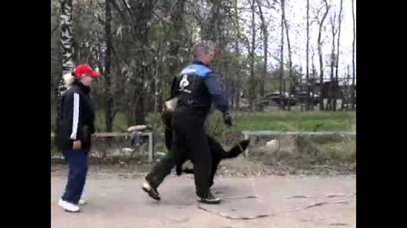 Ингус дрессировка