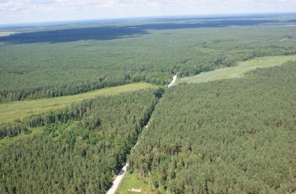 пущу 4. леса беловежской пущи. национальные парки беловежская пуща. пущу 4. виштынецкий лес калининград.