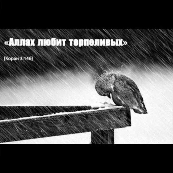 ларгус картинки аллах любит терпеливых новые лоты разделе