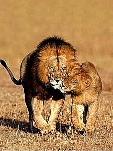 №1, Alenka Addams №1, Alenka Addams