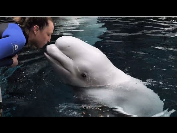 Ultrasound with Pregnant Beluga
