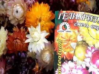 Сеем гелихризум на рассаду.2 способа.