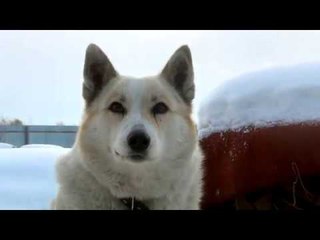 Снежка