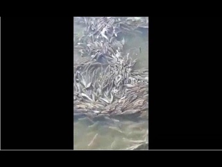 В Астрахани сняли на видео небывалое количество воблы