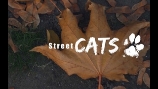 street Cats