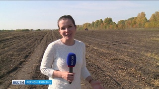 Погода повлияла на сбор зерновых в Тюменской области
