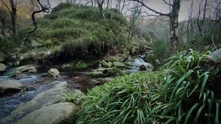 Gentle Water Stream & Chirping Birds | Cheshire Forest Ambience