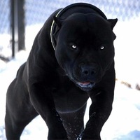 Александр Дуванов | 