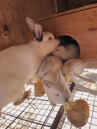 Золотой Телёнок - ферма в деревне Поджигородово