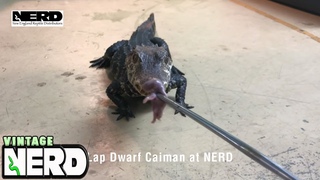 Lap Dwarf Caiman at NERD