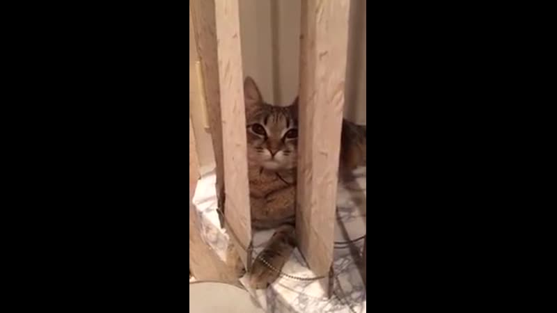 Александр Бон (shponks) on Periscope 2015 11 22 01 24