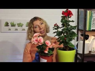 Лучшее удобрение для комнатных цветов